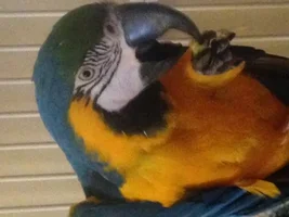 Questions about my new macaw