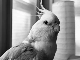 Seeking advice or ideas for cockatiel with metabolic bone disease