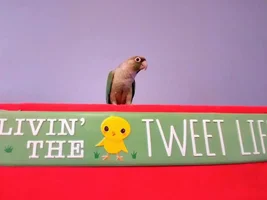 Laura's Flock Thread