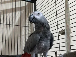 Kevin the Parrot