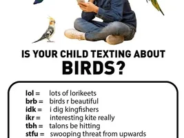 The best Bird meme!!