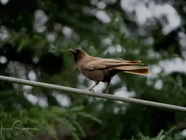 Leucistic Crow in West Seattle