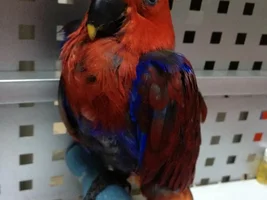 HELP!! Confused with bird age!