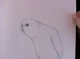 Psst! I can draw your birbs!