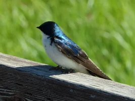 Potter Marsh birding photos!