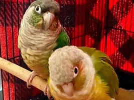 Advice on bonded pair who have eggs