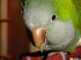 Over grown beak