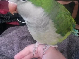 Please please please HELP!!!!!!! Quaker parrot wing