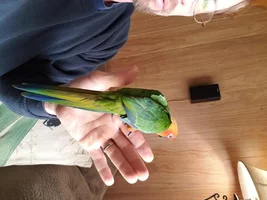 I was told my new bird is a Jenday