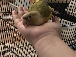 WHY DID MY PINEAPPLE CONURE GET AGGRESSIVE ALL OF A SUDDEN?! (advice needed)