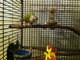 Is this cage too big for my GC Conure?