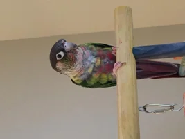 Plucking update and nutrition question