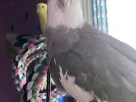 Local Concerts Keeping my Birds up? How do I Muffle it?