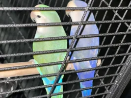 Hello!! I’m a First time Bird mama!