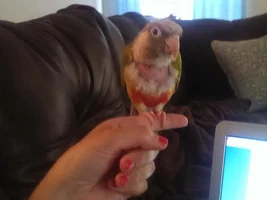 Help bird plucking