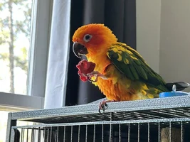 Sun Conure or Jenday?