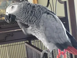 Pearl is Now 6!