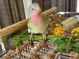 Introducing The New Adventures Of Princess Peach!! 💝