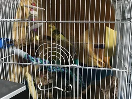 12 Day old Budgie with Head Tilt. NEED HELP!!
