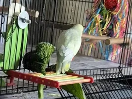 French Moult