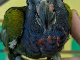 Are Pionus quiet birds?