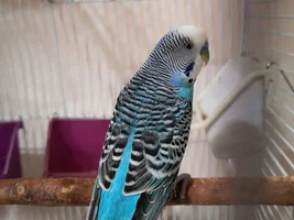 Working on a bond with new budgies