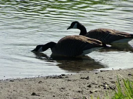 Potter Marsh birding photos!