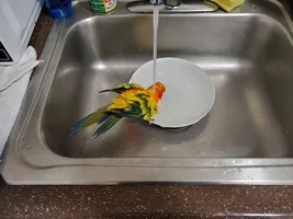 Soggy chimkem
