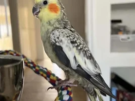 Cockatiel pin feathers for 6 months!