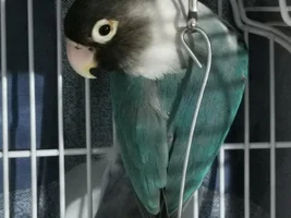 Lovebird siblings living together