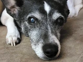 My Best Friend