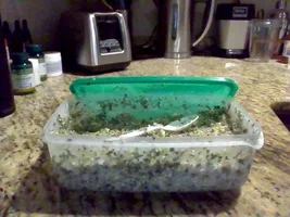New Batch of Chop!