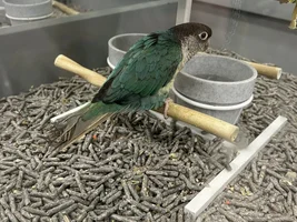 Flock Thread Volume 2