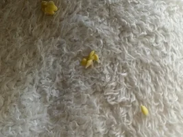 Conure regurgitating his chop. Is this normal?