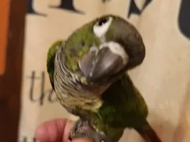 Gus the Conure