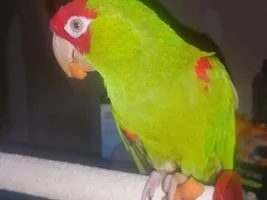 How long do Conures live?  Inherited 27 y/o Cherry head