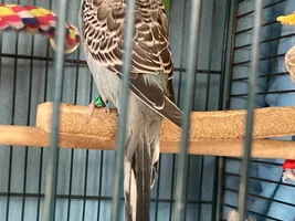 New Budgie Buddies