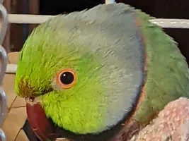 Ornithology:  Share and discuss scientific articles on parrots!
