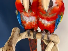 Scarlet Macaw siblings Scottie & Louie grinding their mandibles in contentment