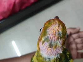 Somebody please help my Sunconure chick