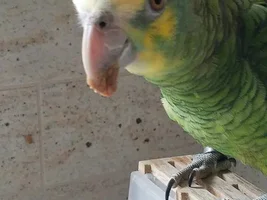 Hello From Yoshi!!