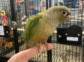 My First Bird