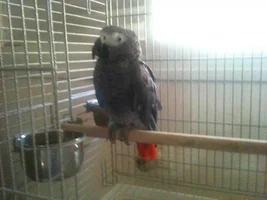My African gray is so sick and I can't find a vet