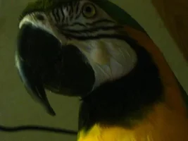 Bumps on 10 year old Blue and Gold macaws face
