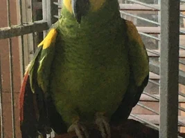munchy the blue fronted amazon from miami fla.