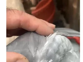 Bird with displaced backbone - advice/opinions please (link with pics in post)