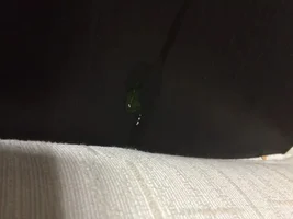 green color poop of my new parrot