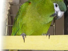 New to the forum and Macaws
