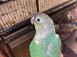 Molting?