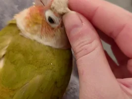 Albie update